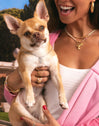 Charm Chihuahua