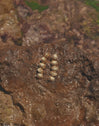 Long Maris Stainless Steel Gold Earrings 